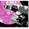 CX31-32C02奧林巴斯生物三目顯微鏡